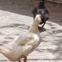 دوتا اردک ماده جوان