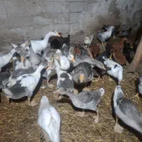 مرغ و قاز