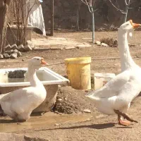 فروش قوغاز اصل لیندا
