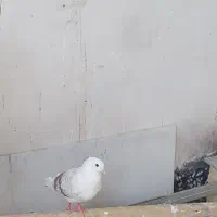 ۴ عدد کبوتر