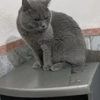 گربه نر صورت خرسی