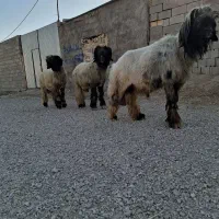 شیشک قوچ و کووه قوچ