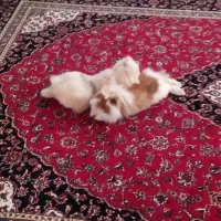 دو عدد خرگوش لوپ نر و ماده