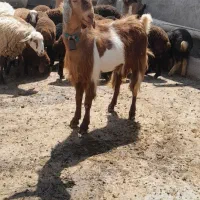 بز نر ( تکه)پاکستانی