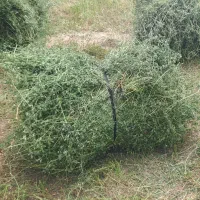یونجه خالص