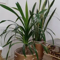 گل طییعی|گل و گیاه طبیعی|گلبهار, شهر جدید گلبهار|دیوار