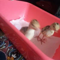 جوجه بوقلمون