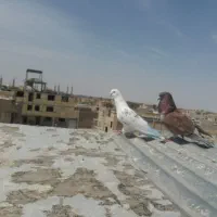کفترپرشی سرو کله دارپردمی