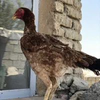 مرغ و خروس لاری قیمت توافقی
