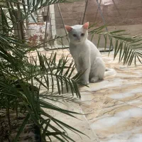 واگذاری گربه نر ترکیش آنگورا
