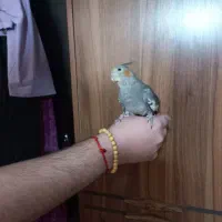 عروس هلندی دستی