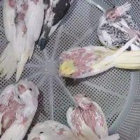 چند تا جوجه عروس هلندی