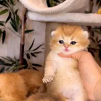 بچه گربه محلی