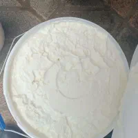 ماست چکیده گوسفندی تخم مرغ محلی