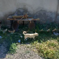 حیوان خانگی فروشی