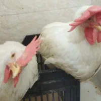 دوتا خروس لگهورن