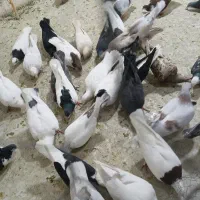 کبوترپرشی ه