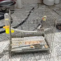 پرنده سخنگو فیلم دارم ازش اینجا نمیشه گذاشت