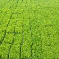 ۱۰ کیلو برنج کامفیروزی اصل