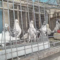 کبوتر کاشانی وتهرانی