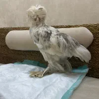 سلطان نیمچه