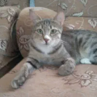 گربه خانگی