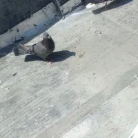 کفتر پر