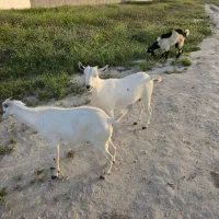 فروش بز سومالی