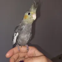 جوجه عروس هلندی دستی کاشمر