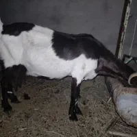 بز پاکستانی