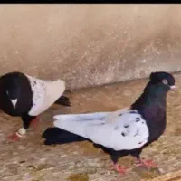 کبوتر سینه دم سیاه پرشی