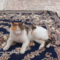 گربه ماده خونگی