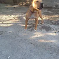 سگ پیتبول جفت نر و ماده