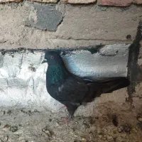 کبوتر پر شهرکرد