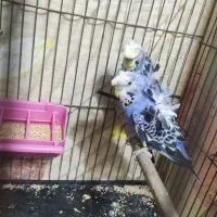 مرغ عشق پروانه‌ای