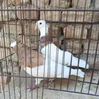طوقی