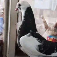 کفتر مقلف سرور