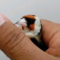 سهره دورگ