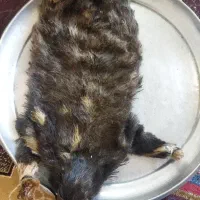 خیگه تازه