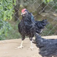نیمچه مرغ و خروس گلین