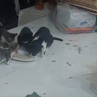 واگذاری گربه مادر با چهار تا بچه