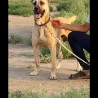 فروش سگ سرابی  نگهبان