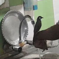 قناری