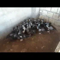 ۵۰ عدد اردک خارجی