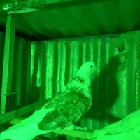 کبوتر تهرانی