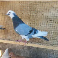 کبوتر پرشتی