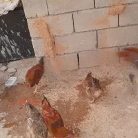 خروس محلی