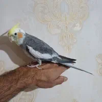 عروس هلندی نر