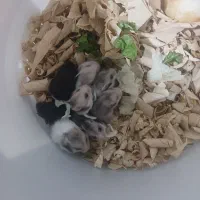 همستر کوچولو