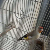 سهره دهن قشنگ اصیل دهبیدی